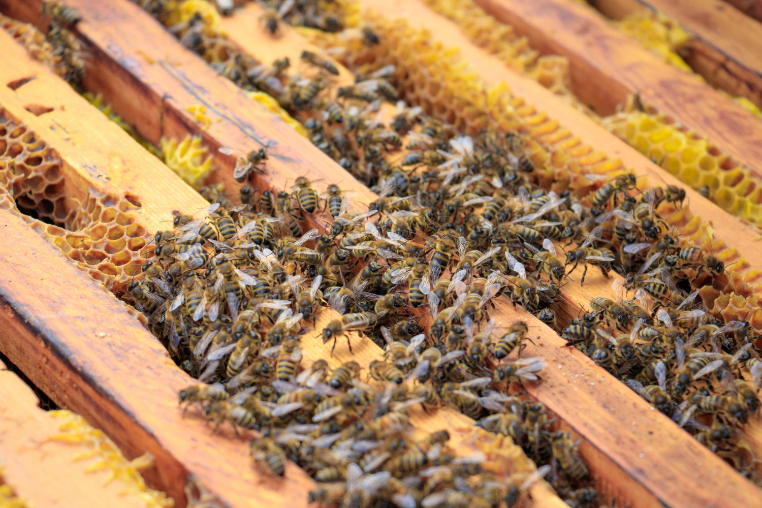 honeybee comb