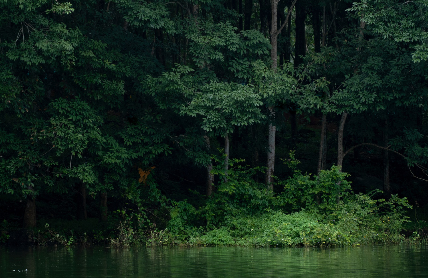 Forest