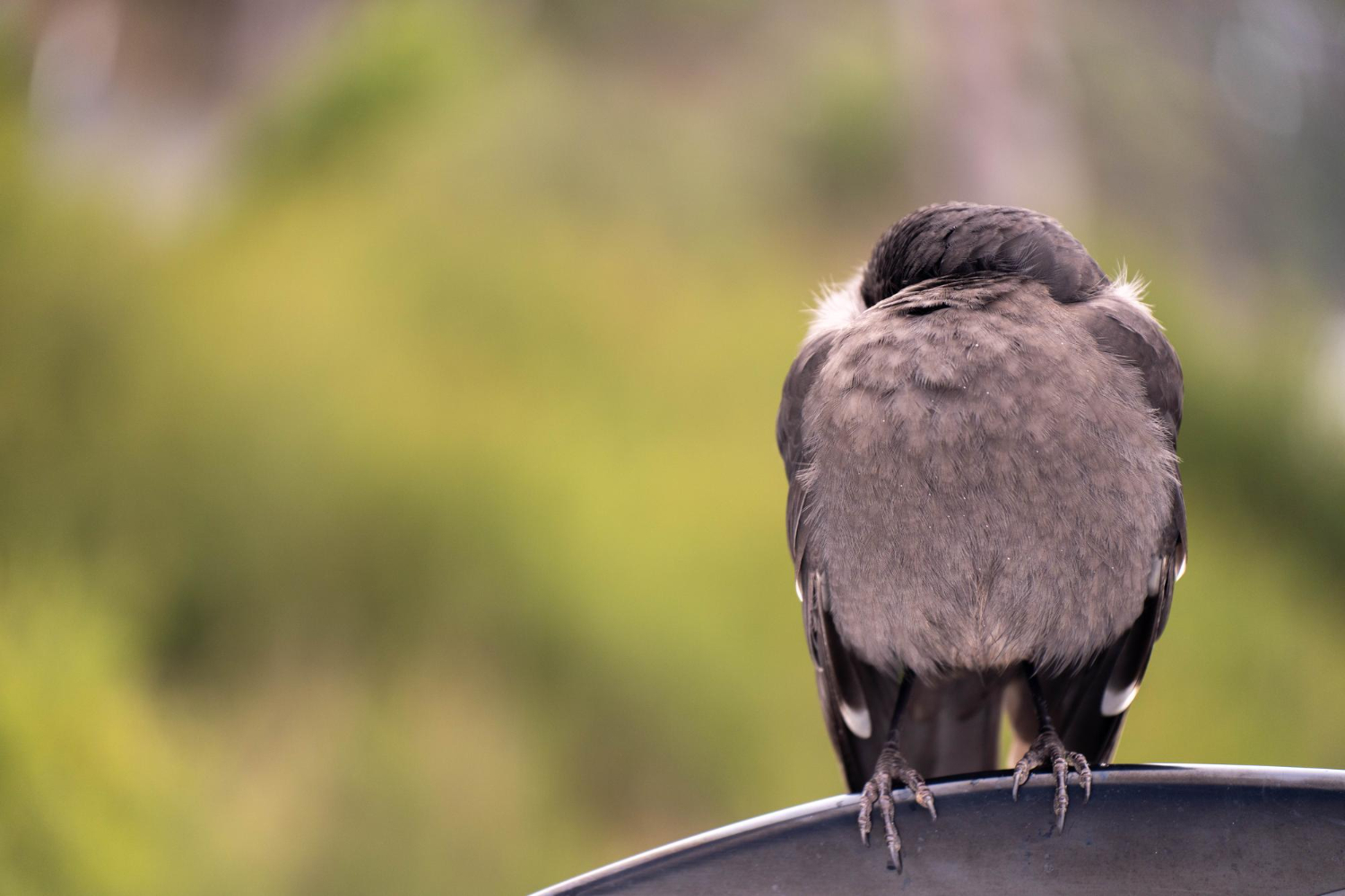 Bird