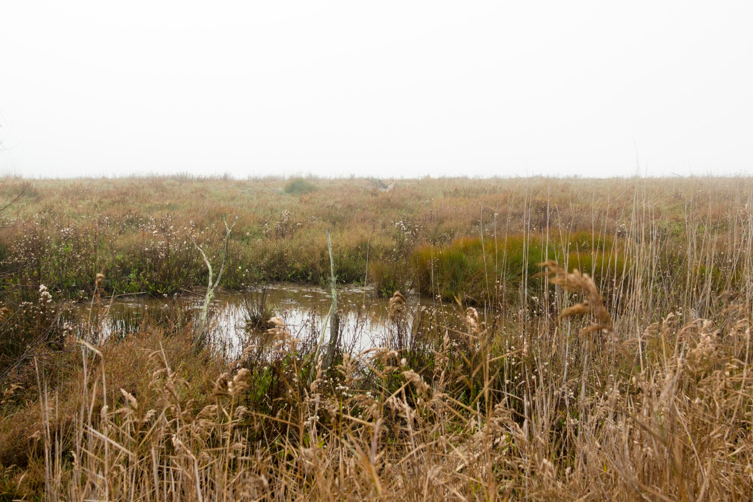 wetland