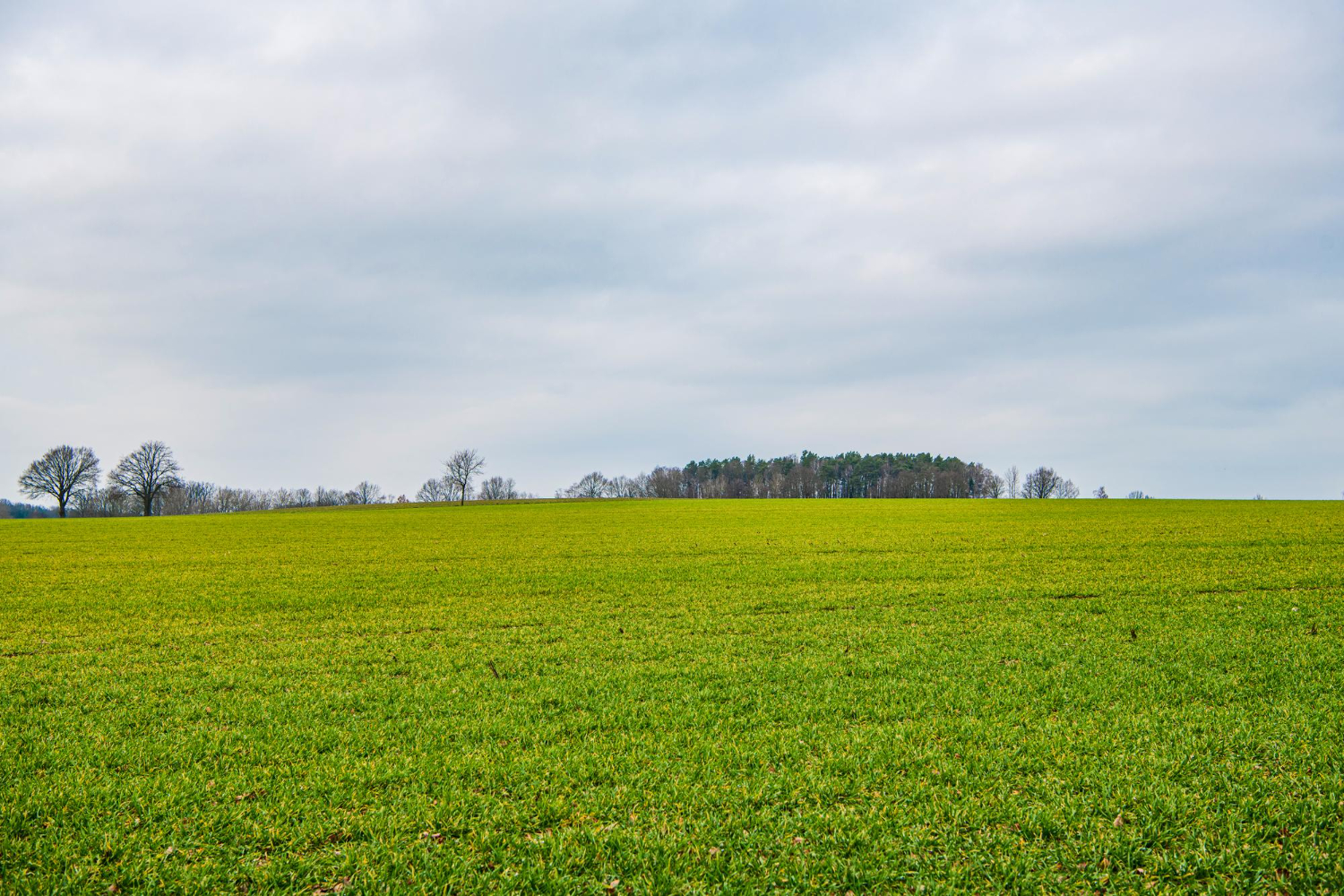 grass field