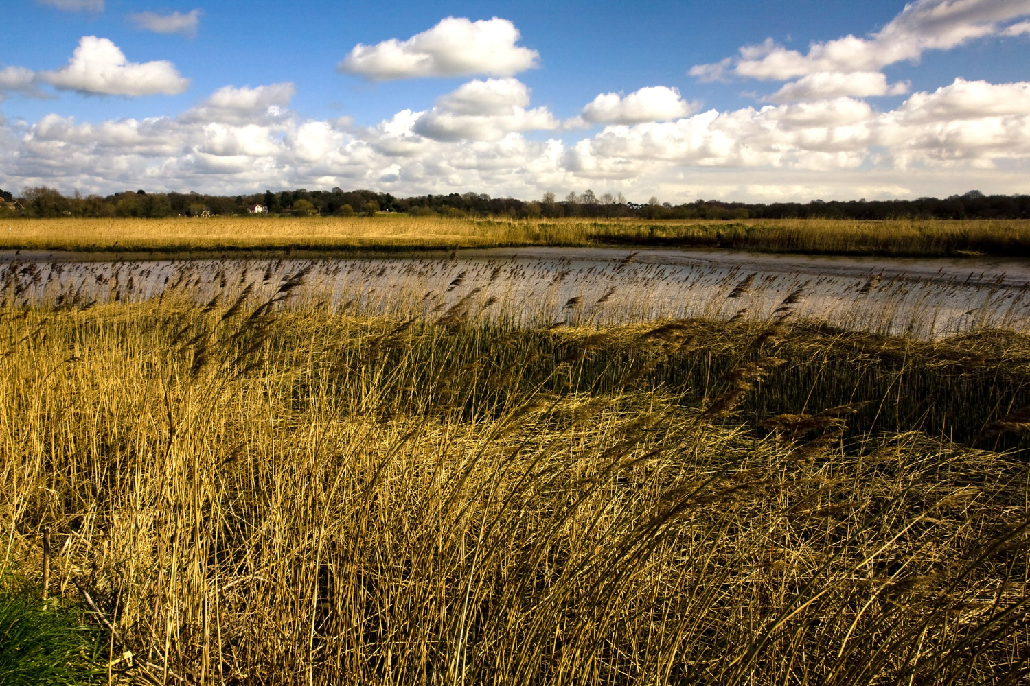 wetland