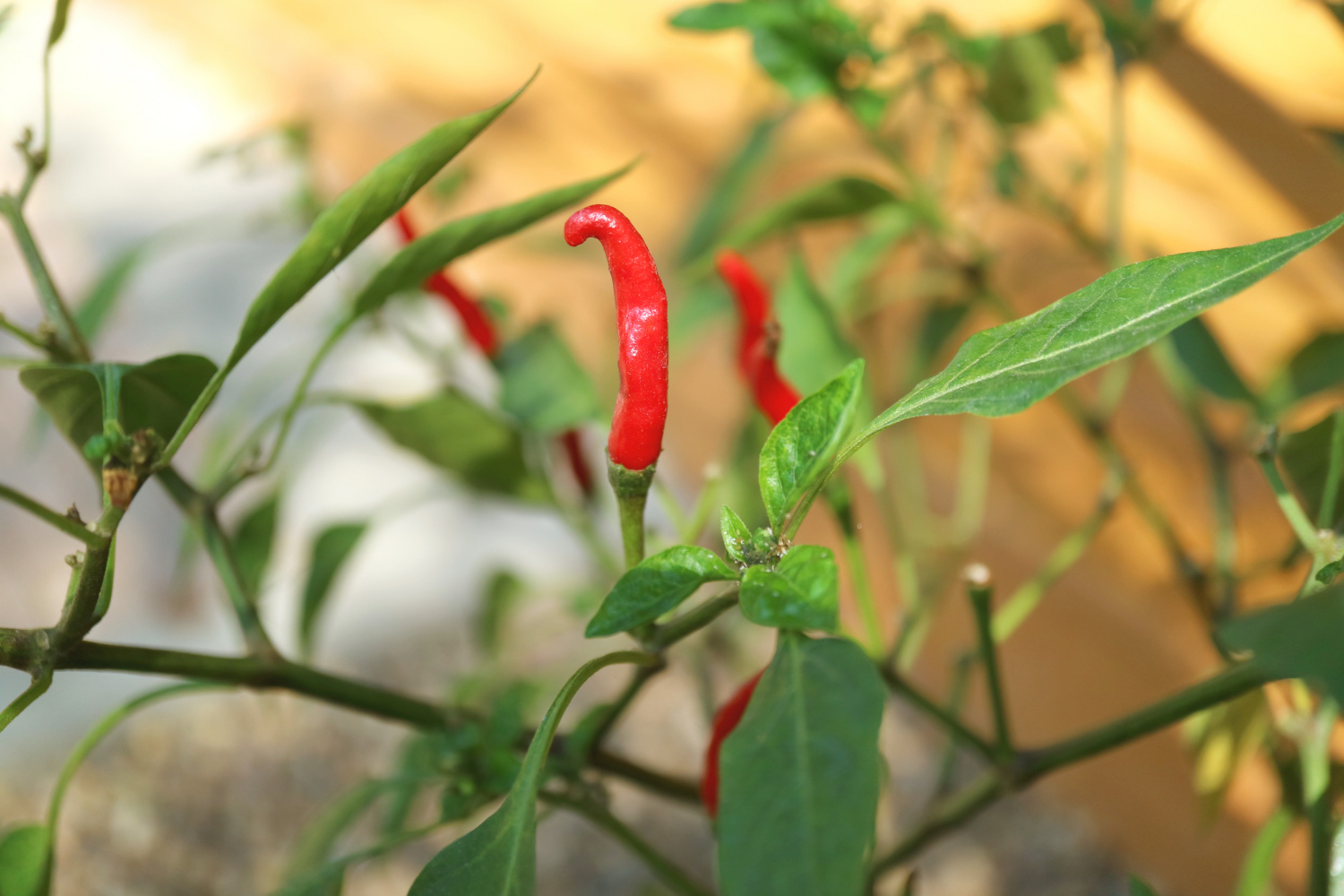 chili peppers red plant