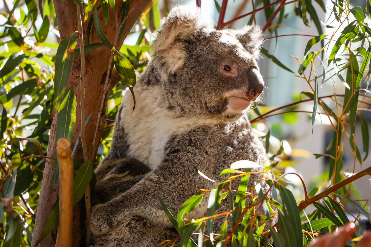 Koala
