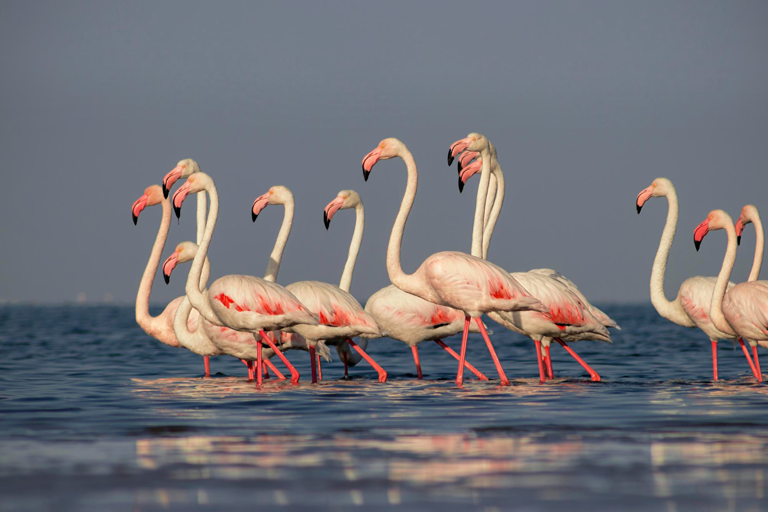 Flamingos flock