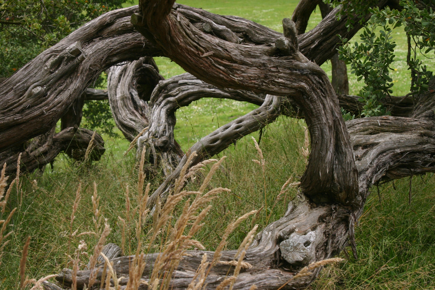 tree