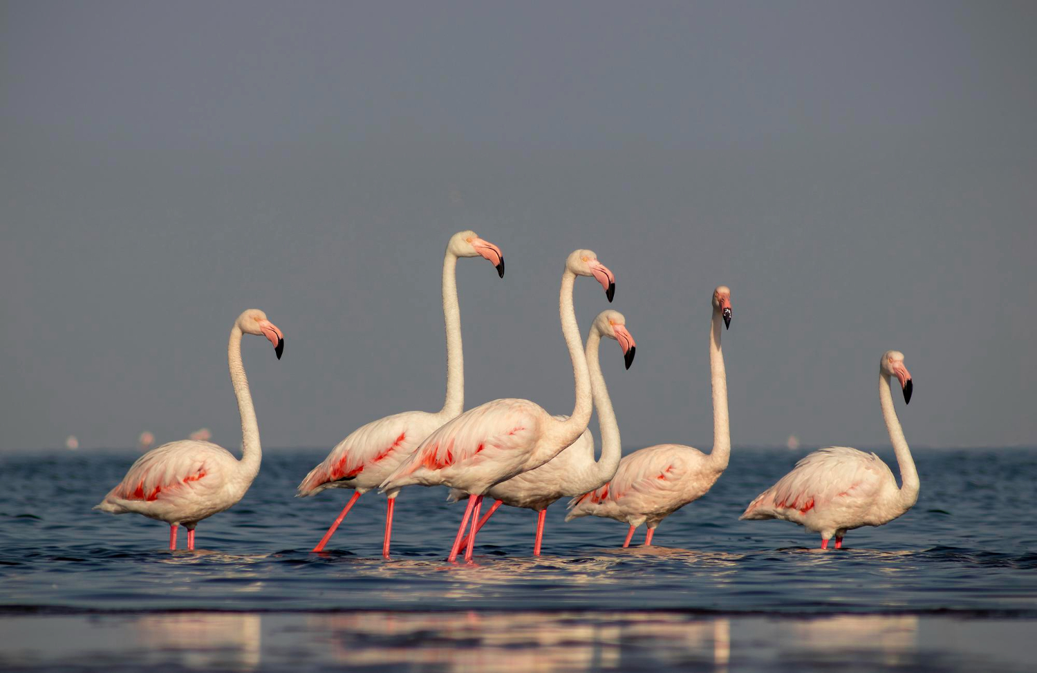 Flamingos flock