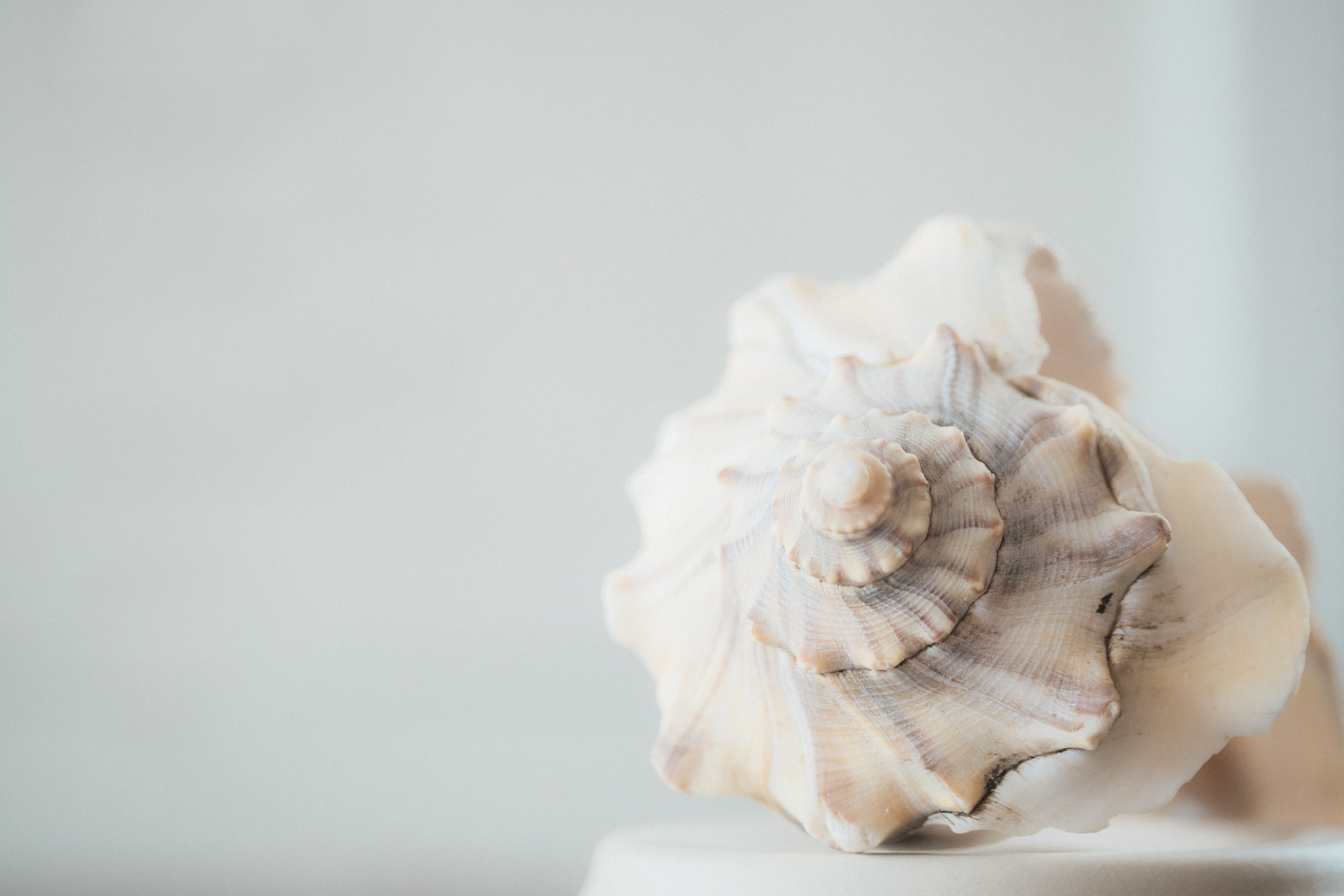 Iridescent Shells