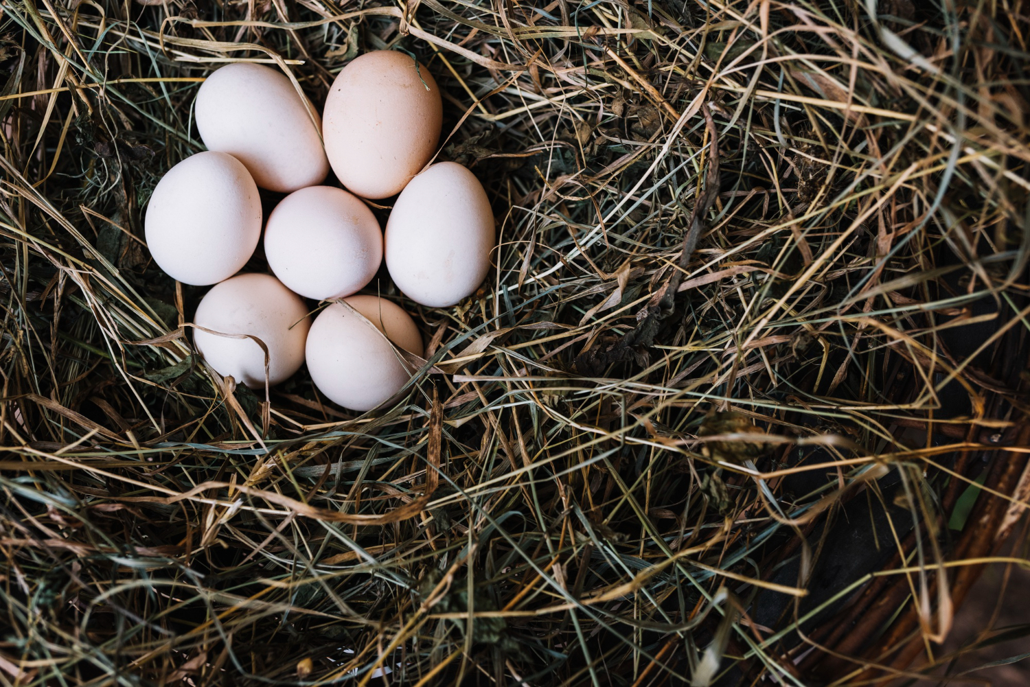 bird eggs nest