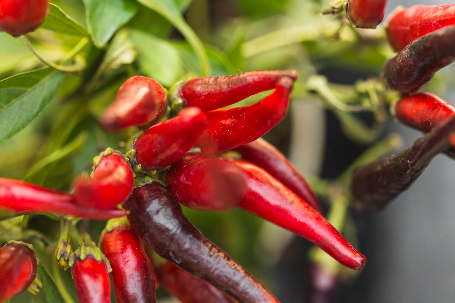 chili peppers red plant