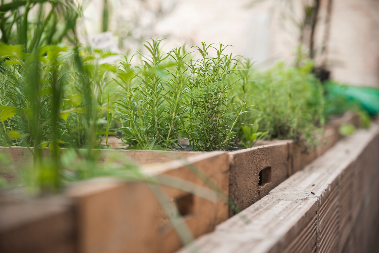 herb garden