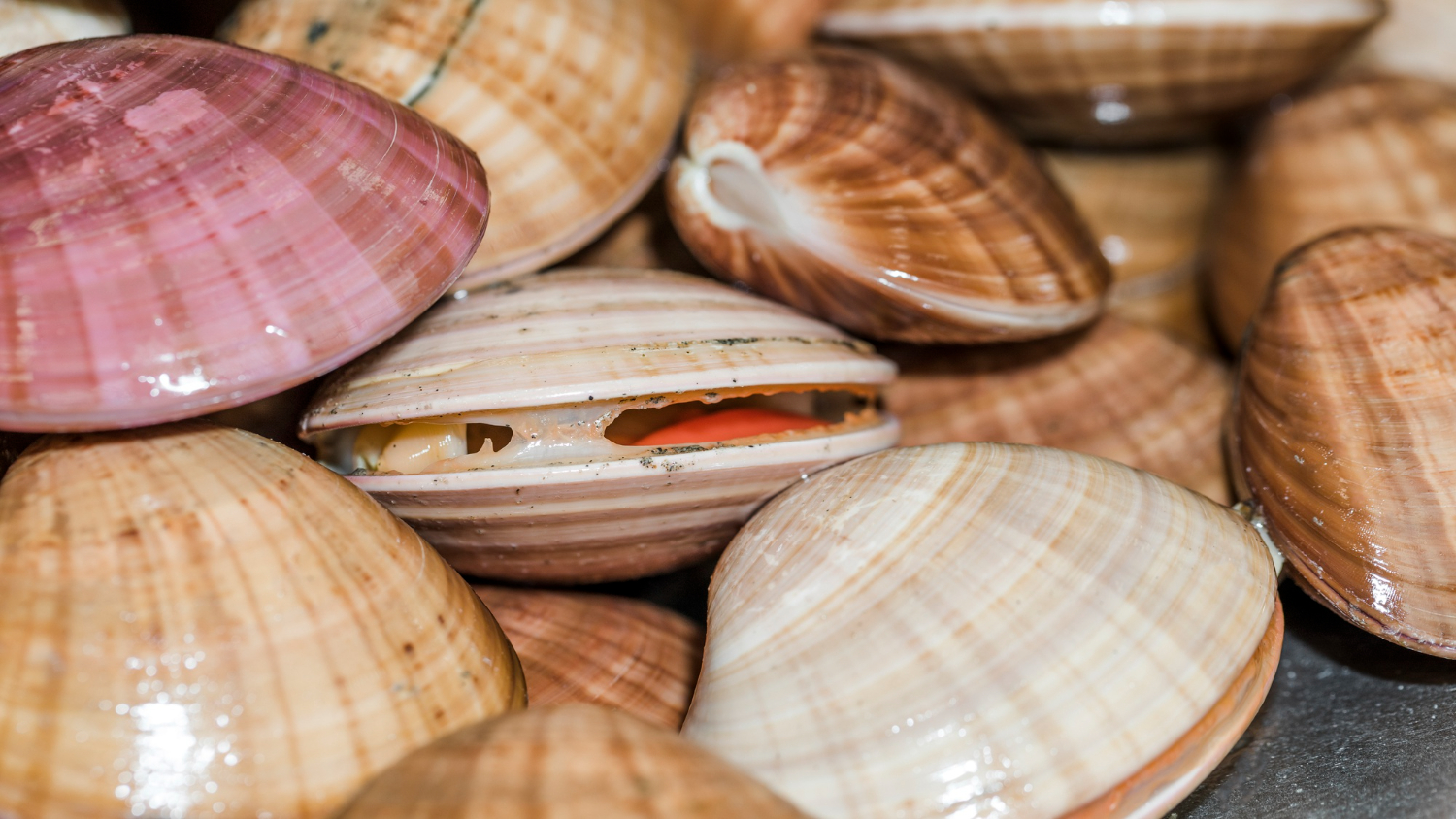 Beetle Shells