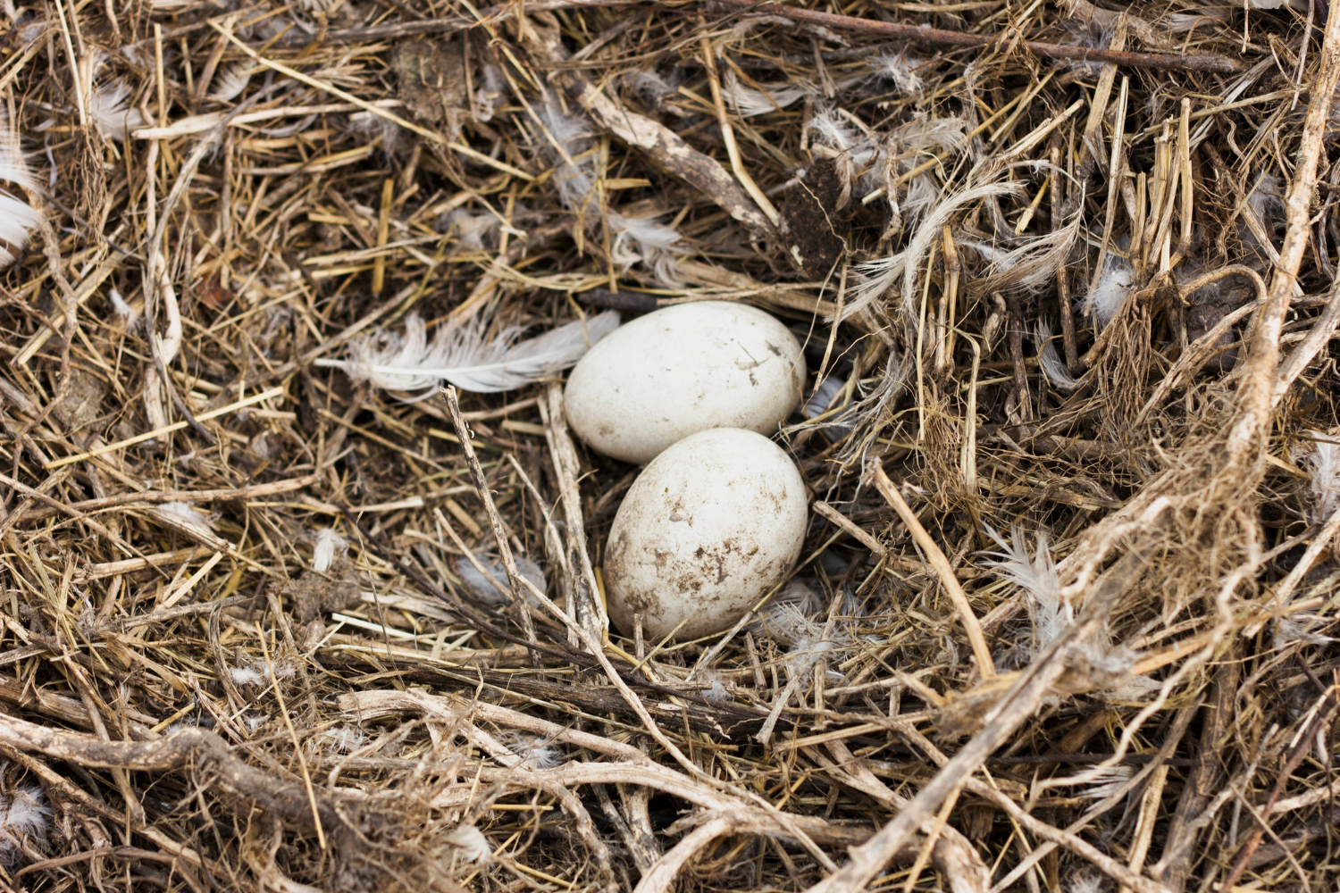 bird eggs nest