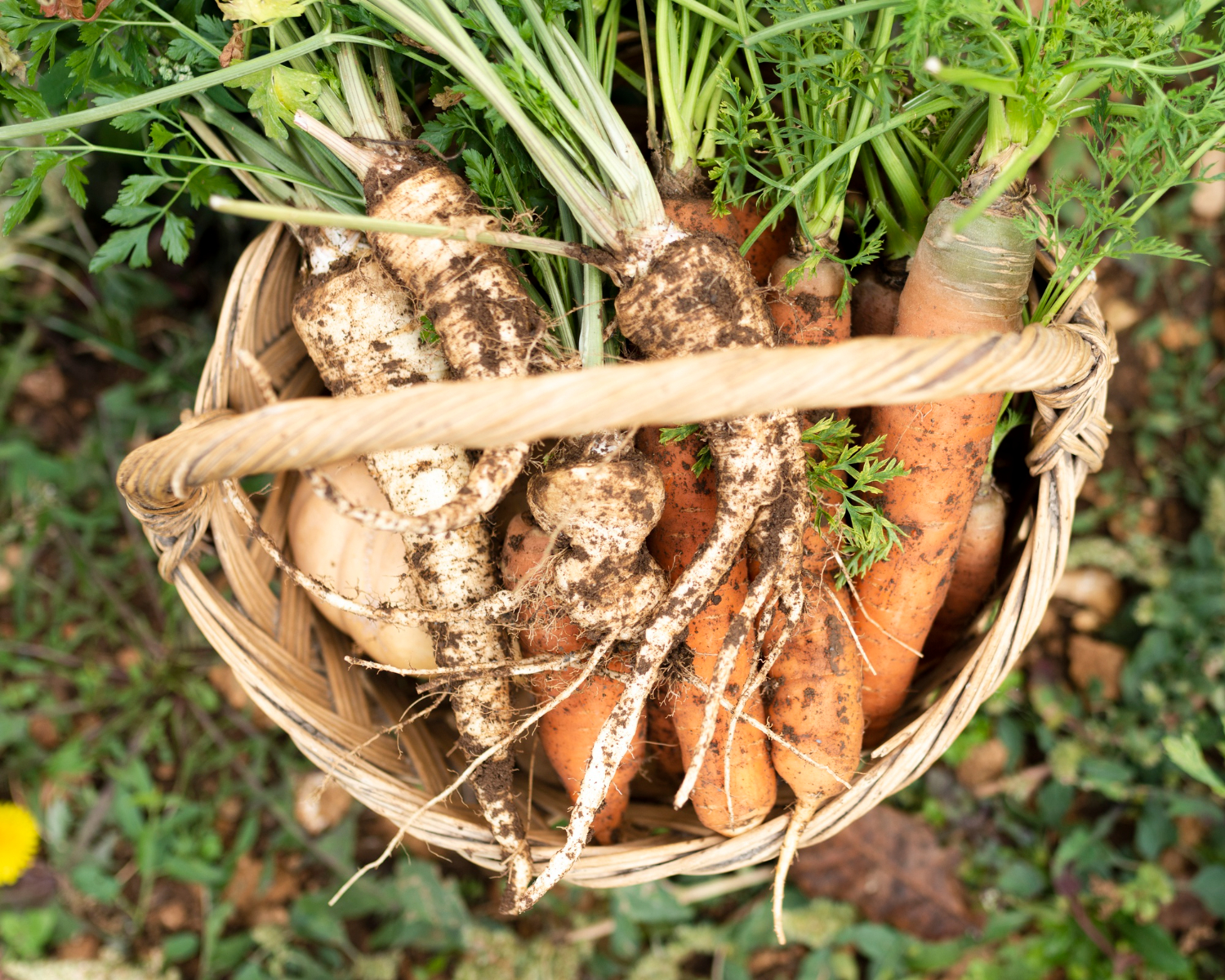 root vegetables
