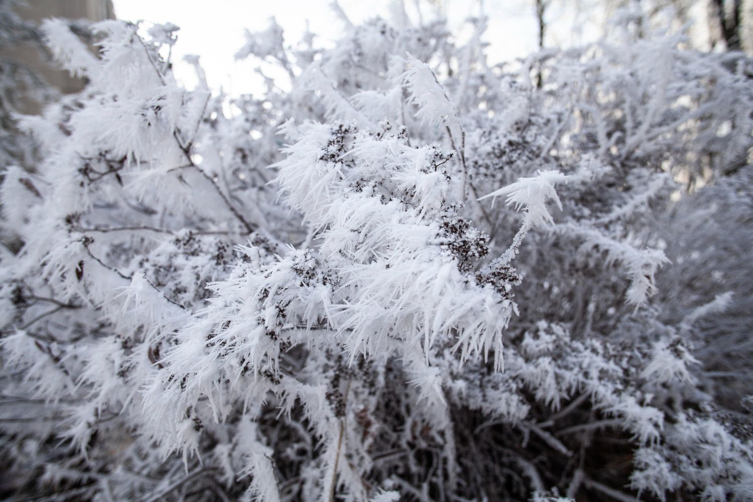 ice crystals