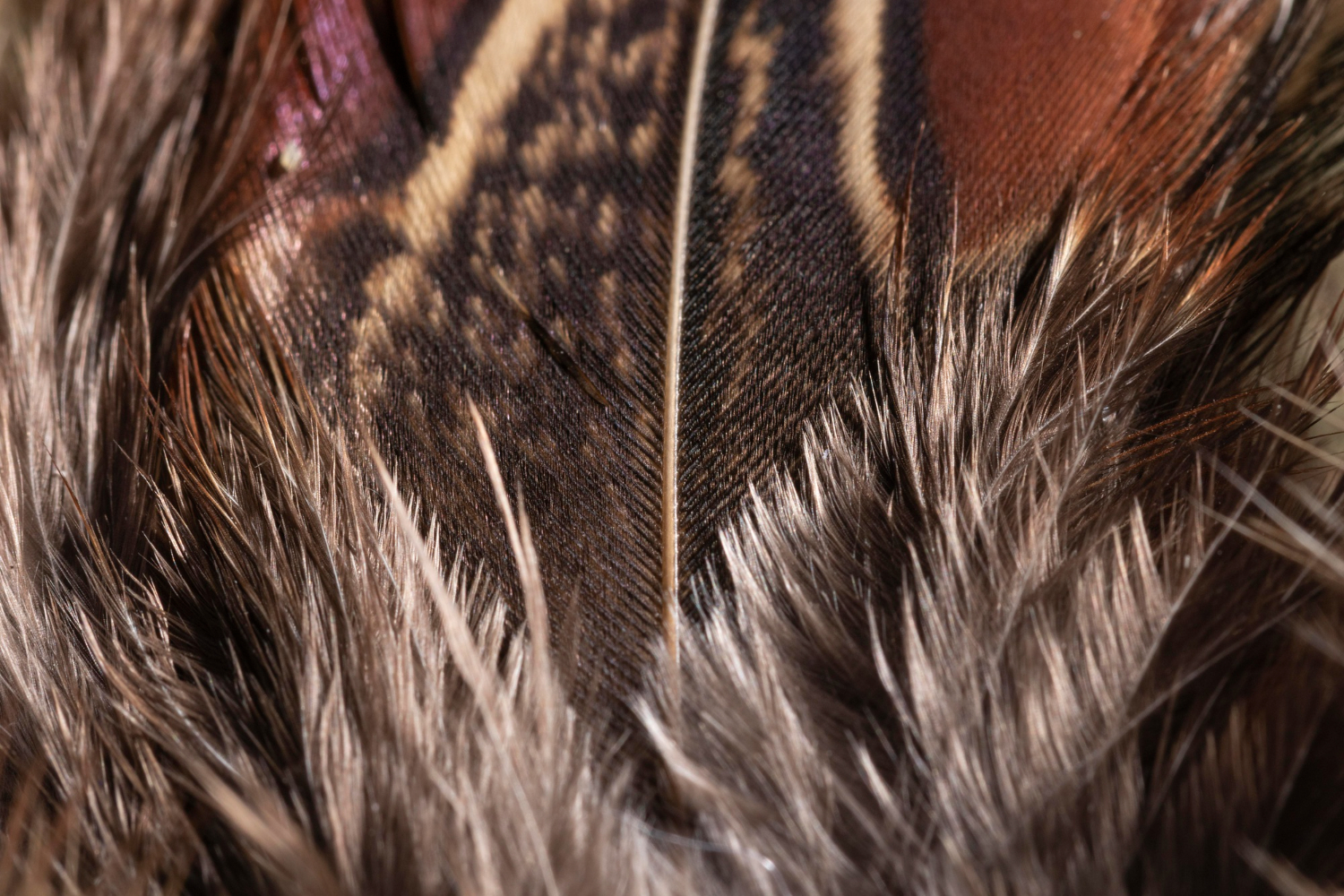 Bird Feathers