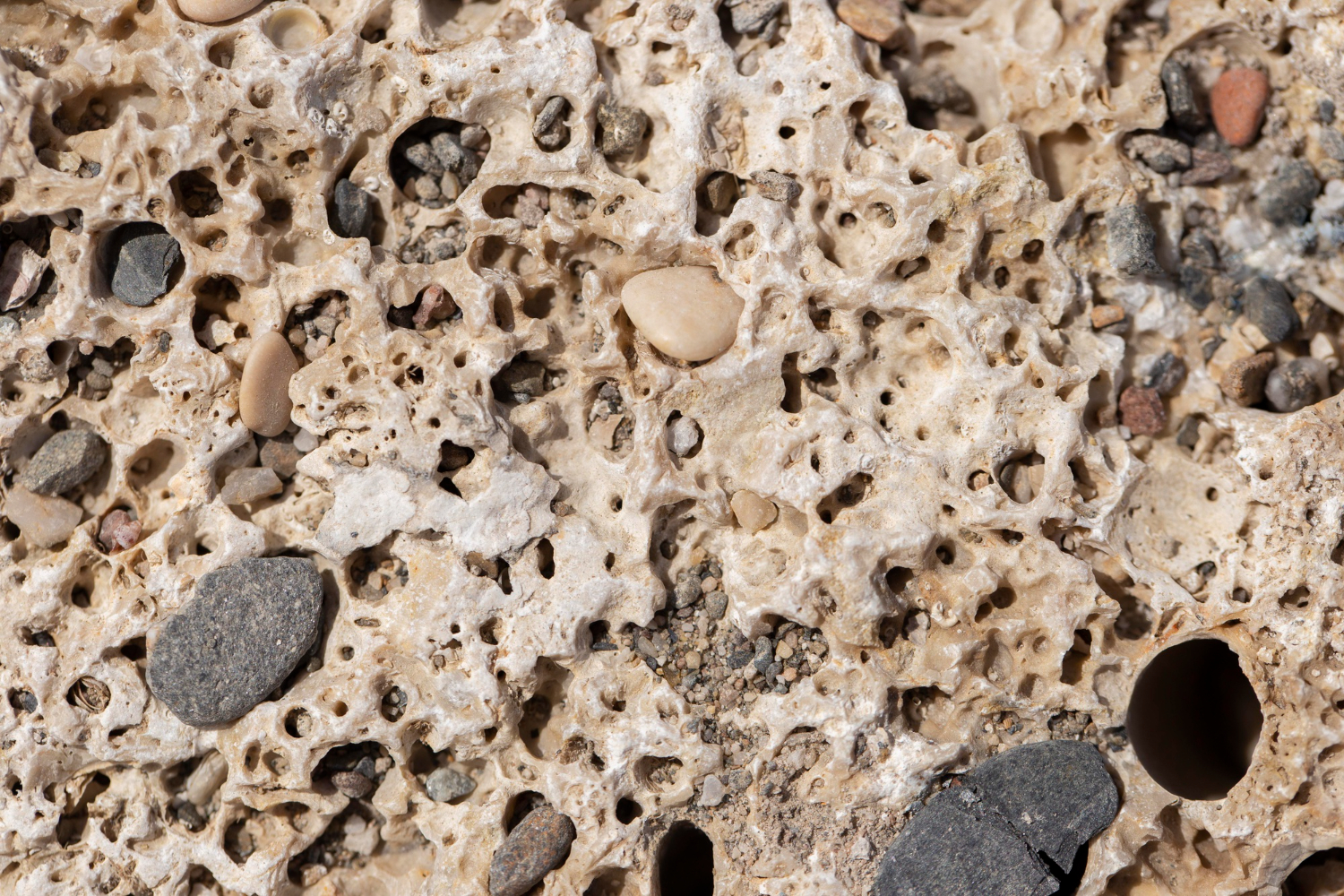 fossil