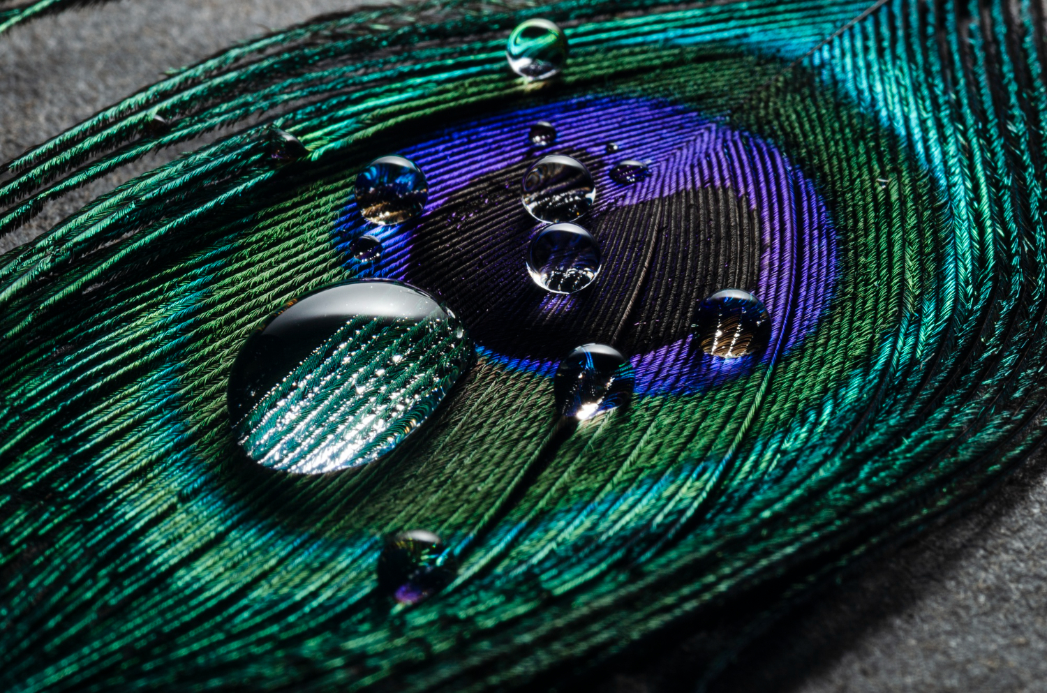 Peacock Feathers