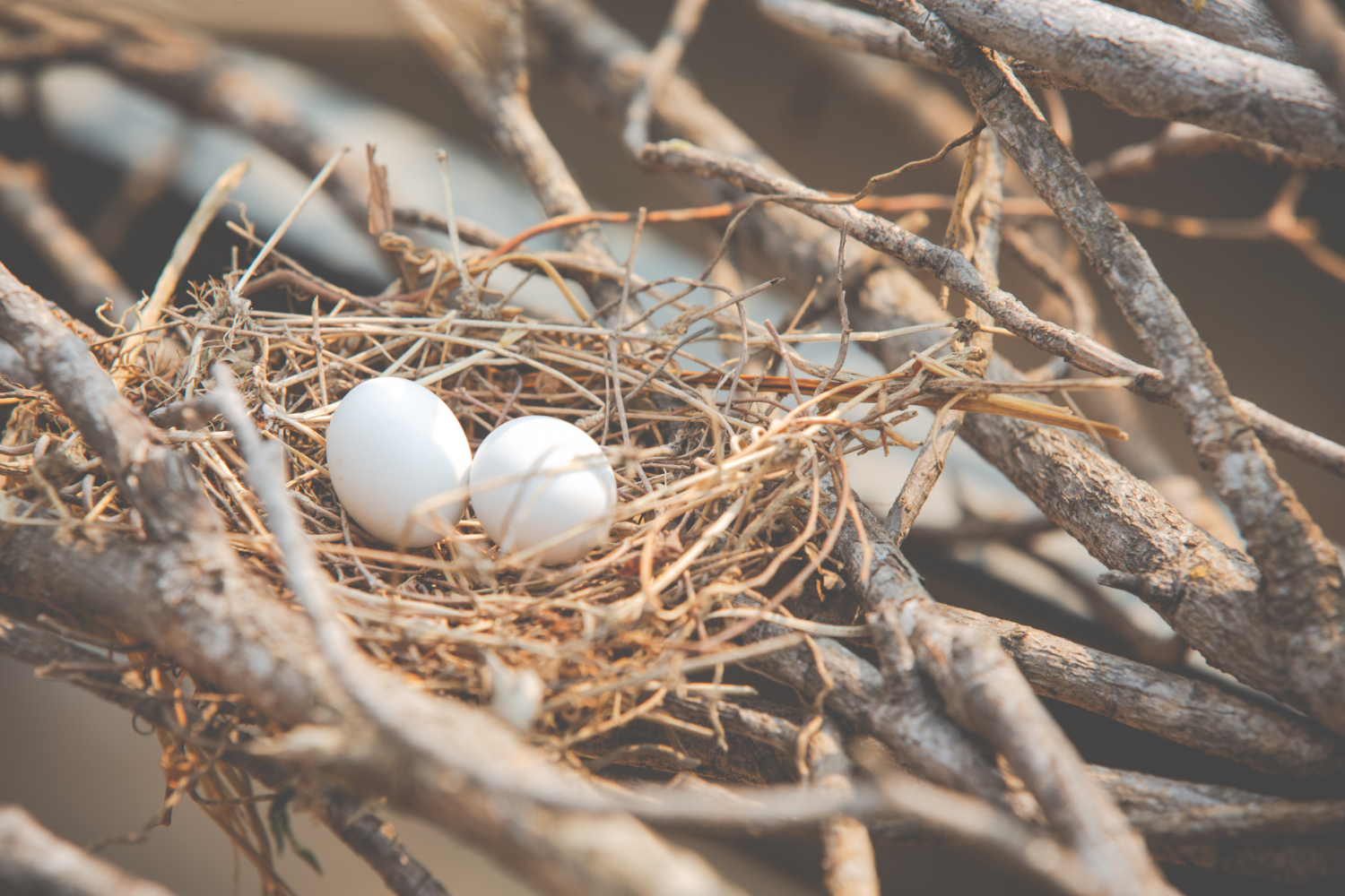 bird eggs nest