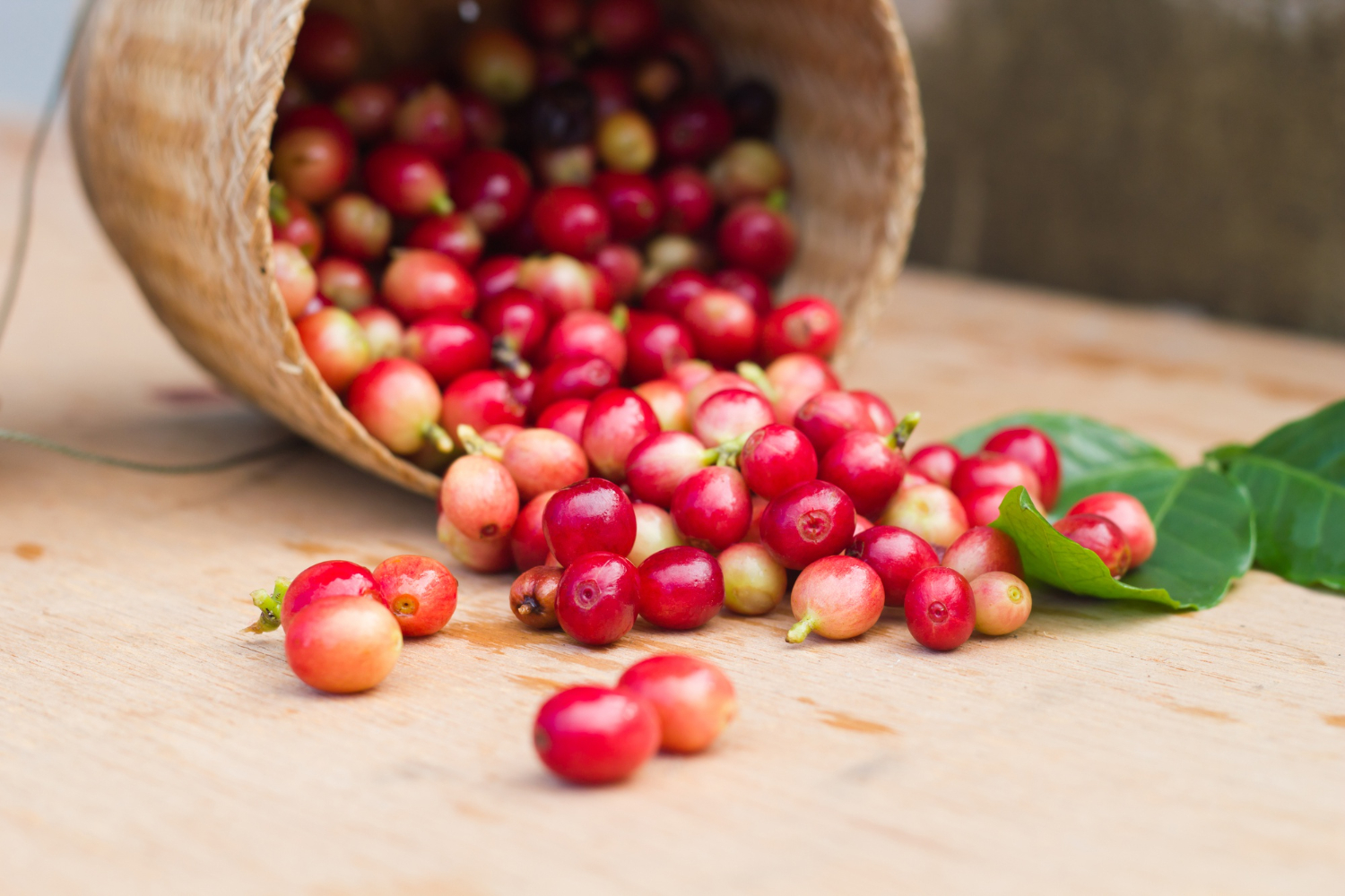 Coffee Cherries