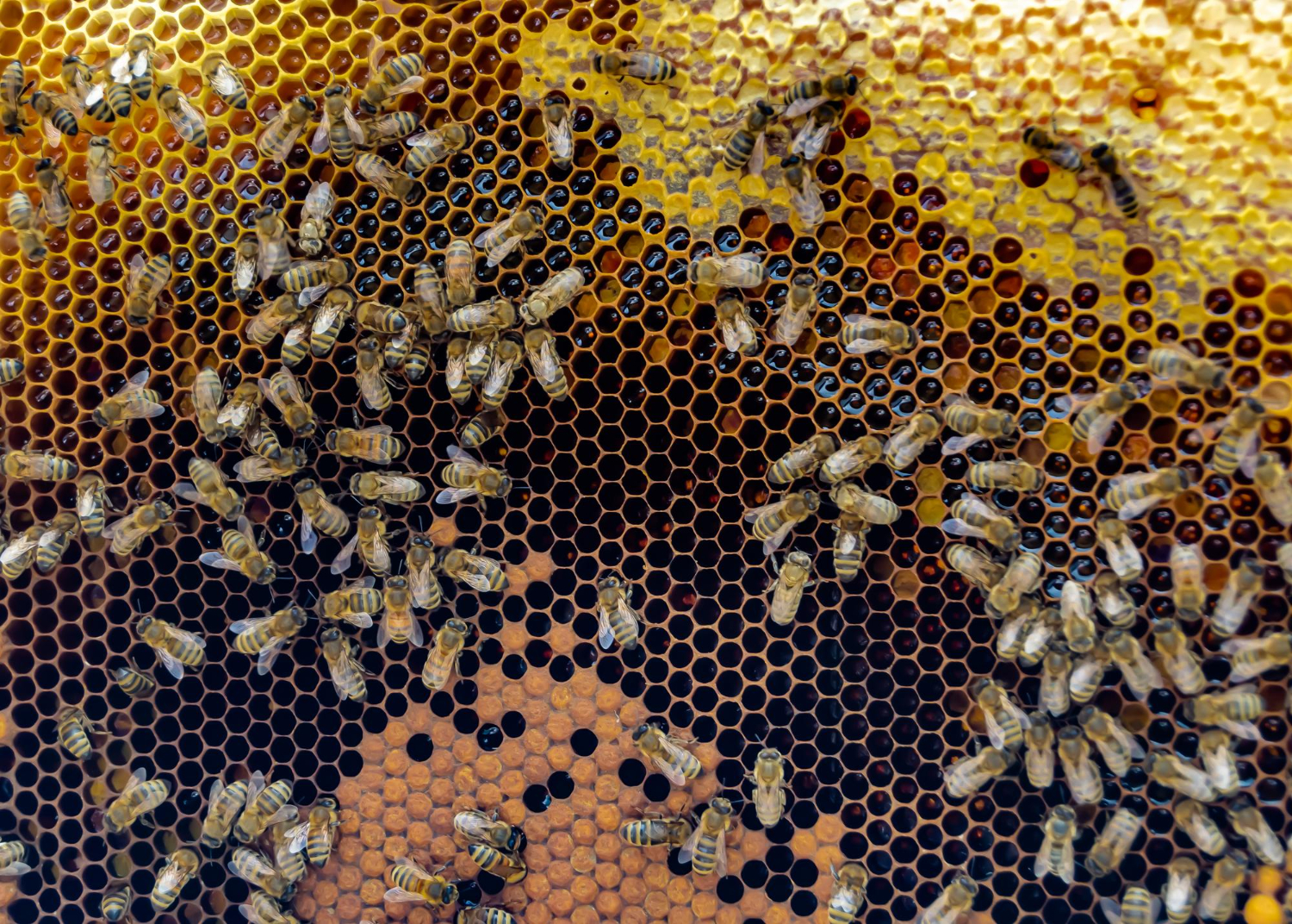 honeybee comb