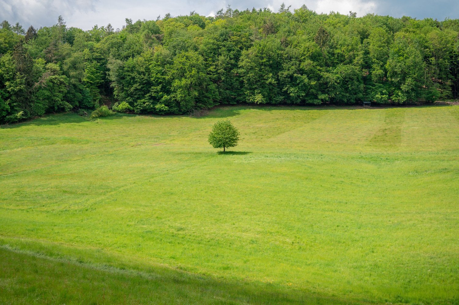 grassland