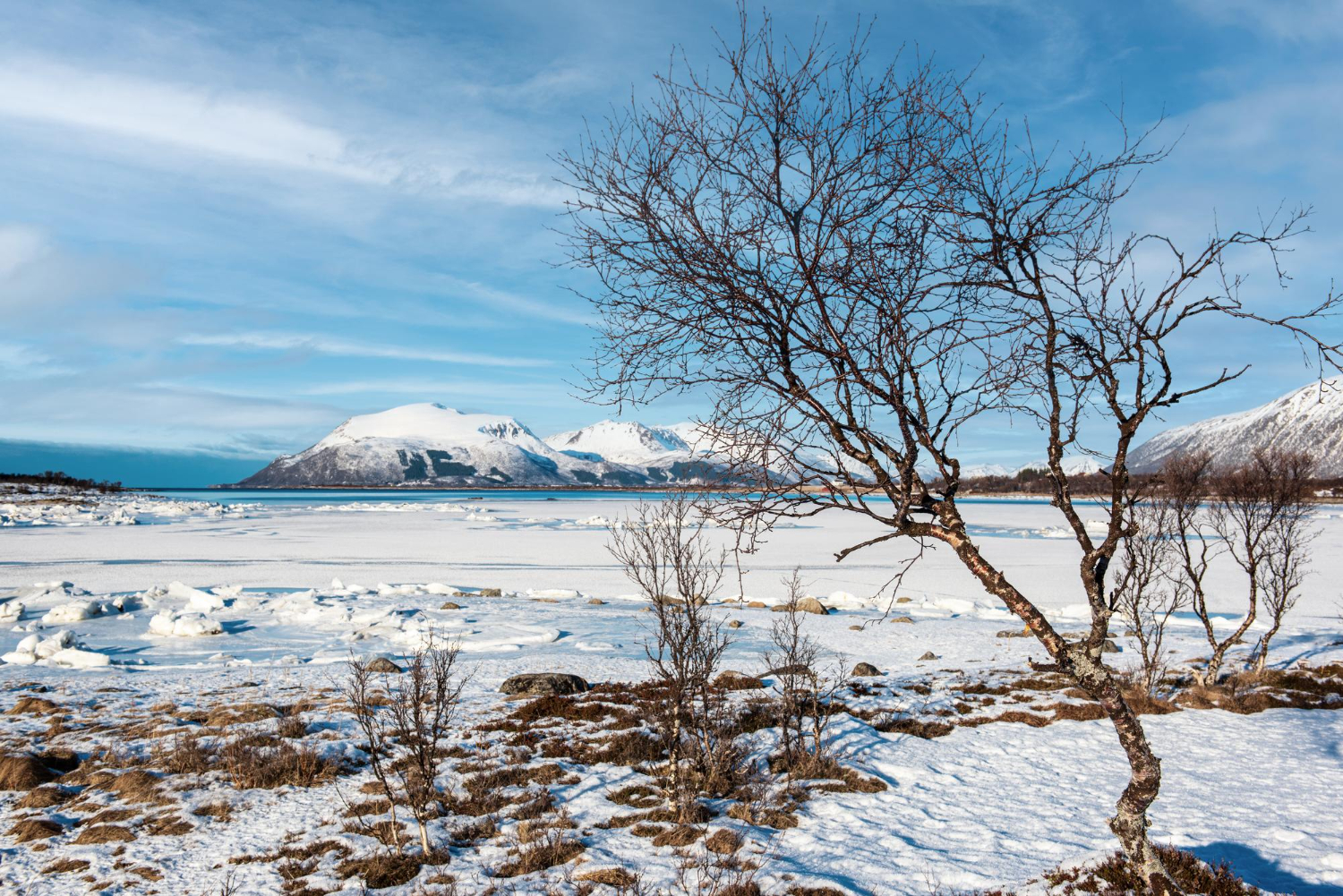 Frozen landscape