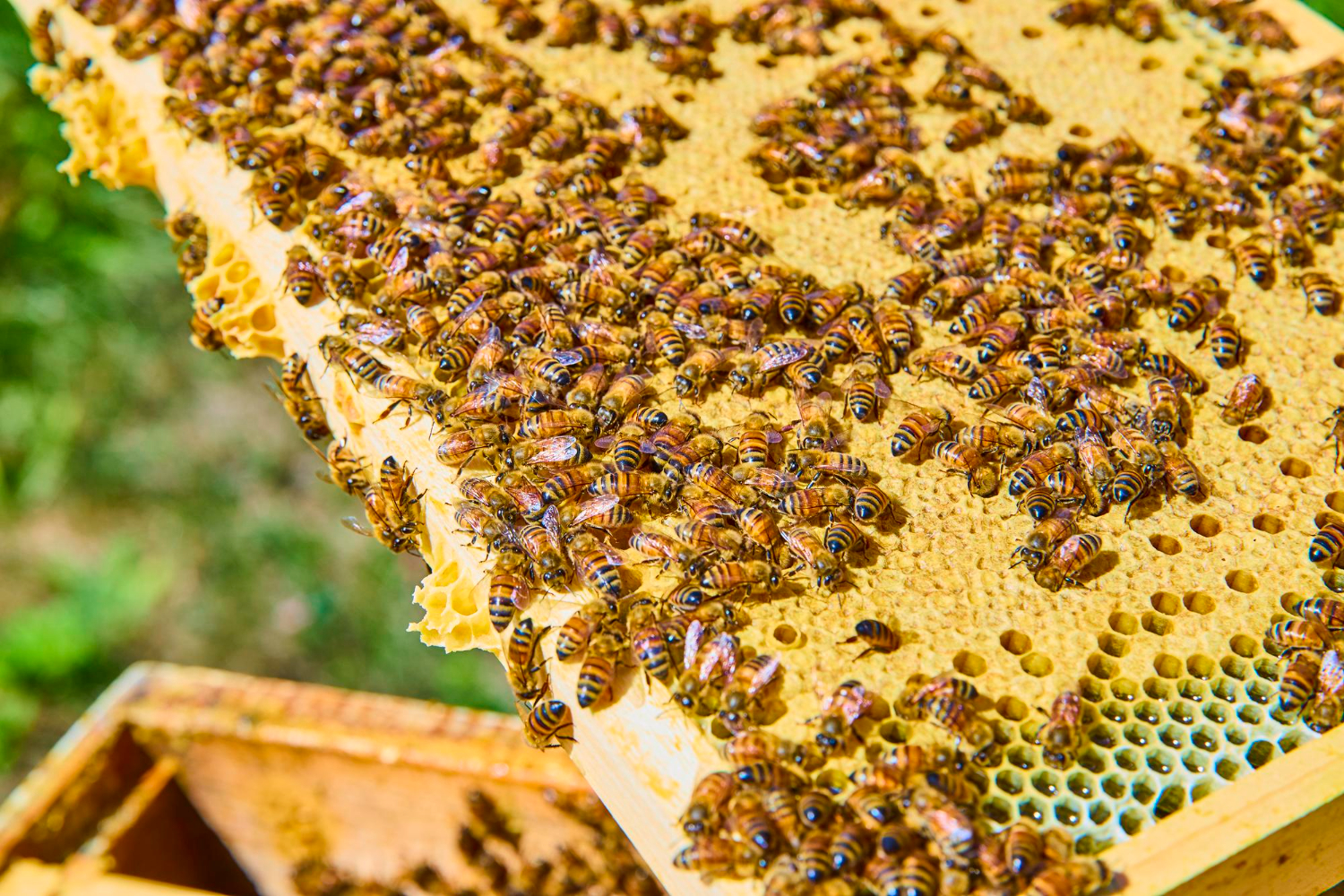 honeybee comb