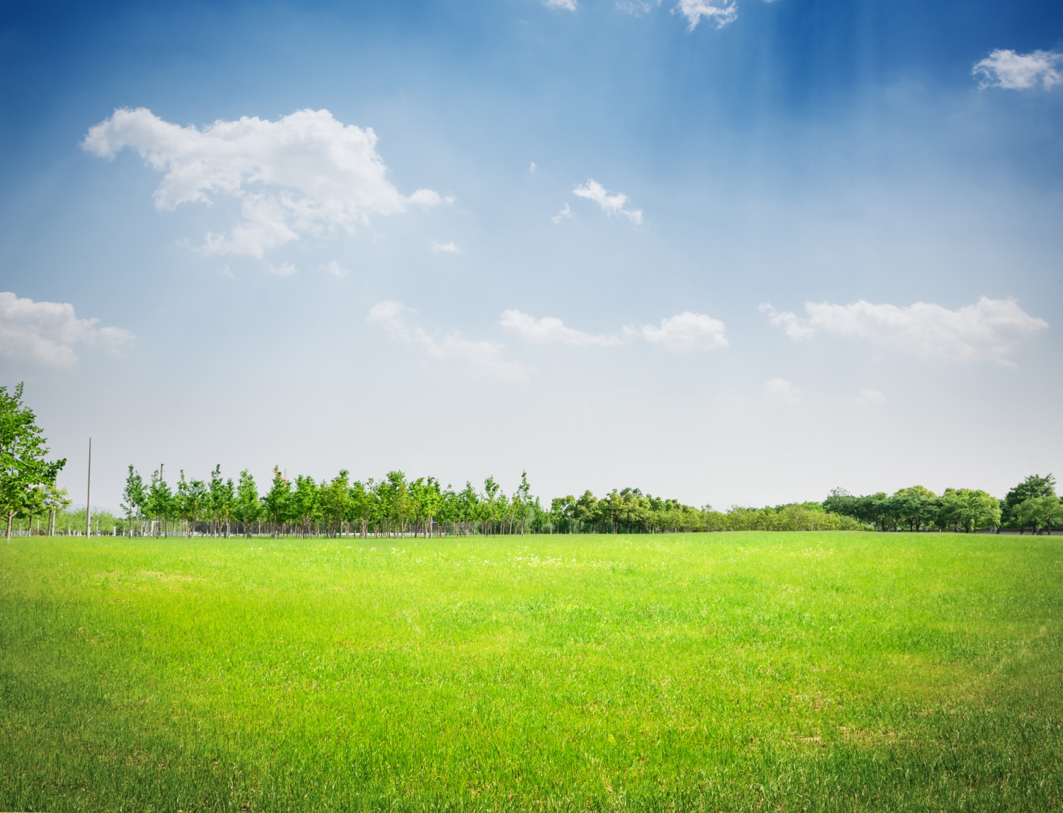 grassland