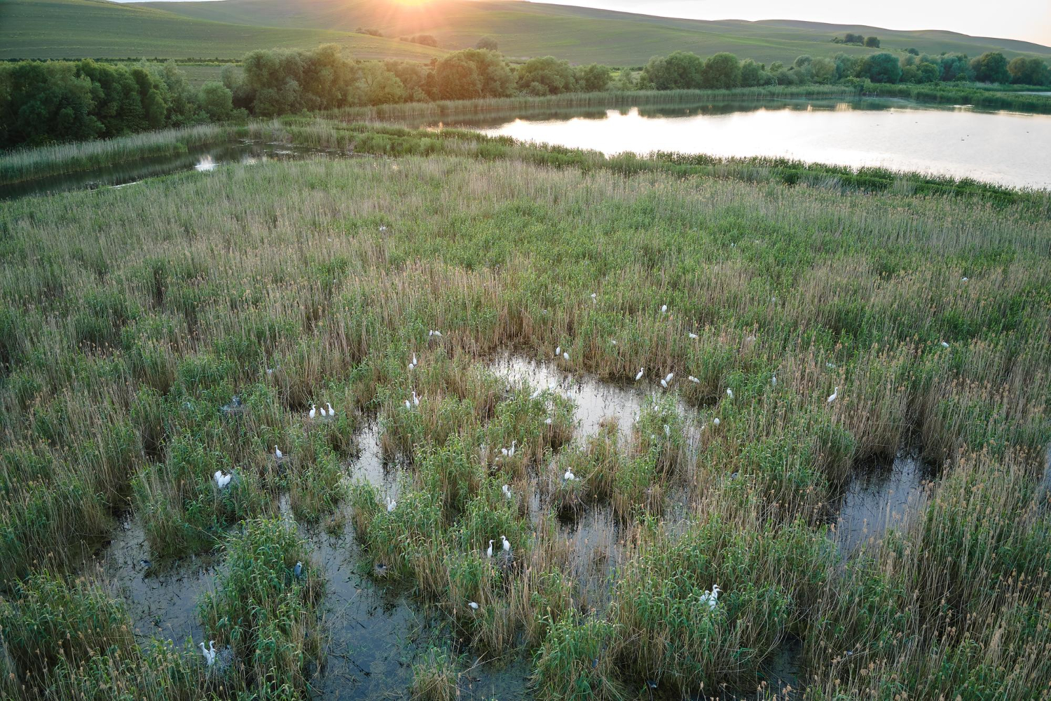 wetland
