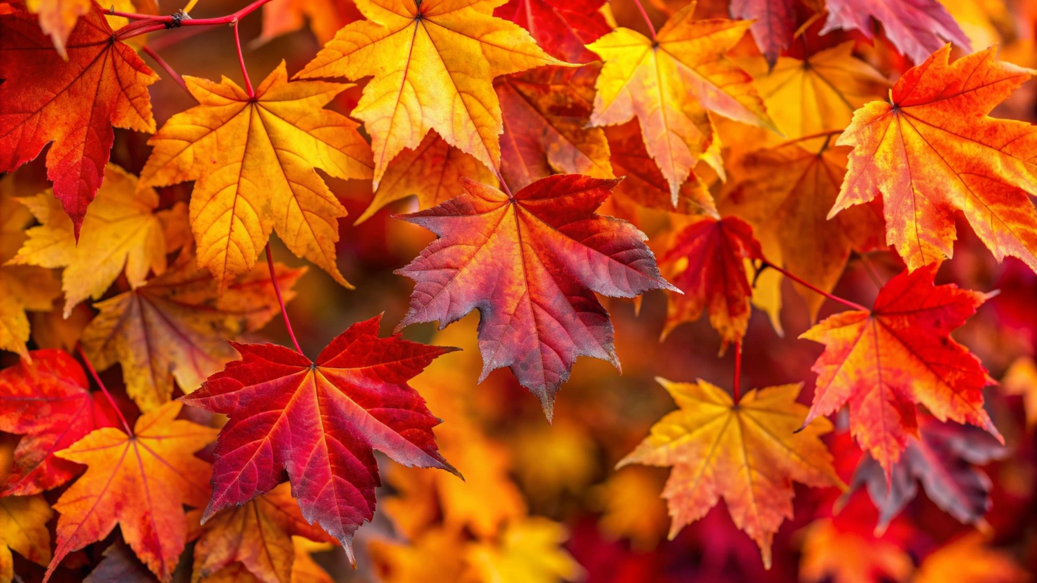 Autumn Season