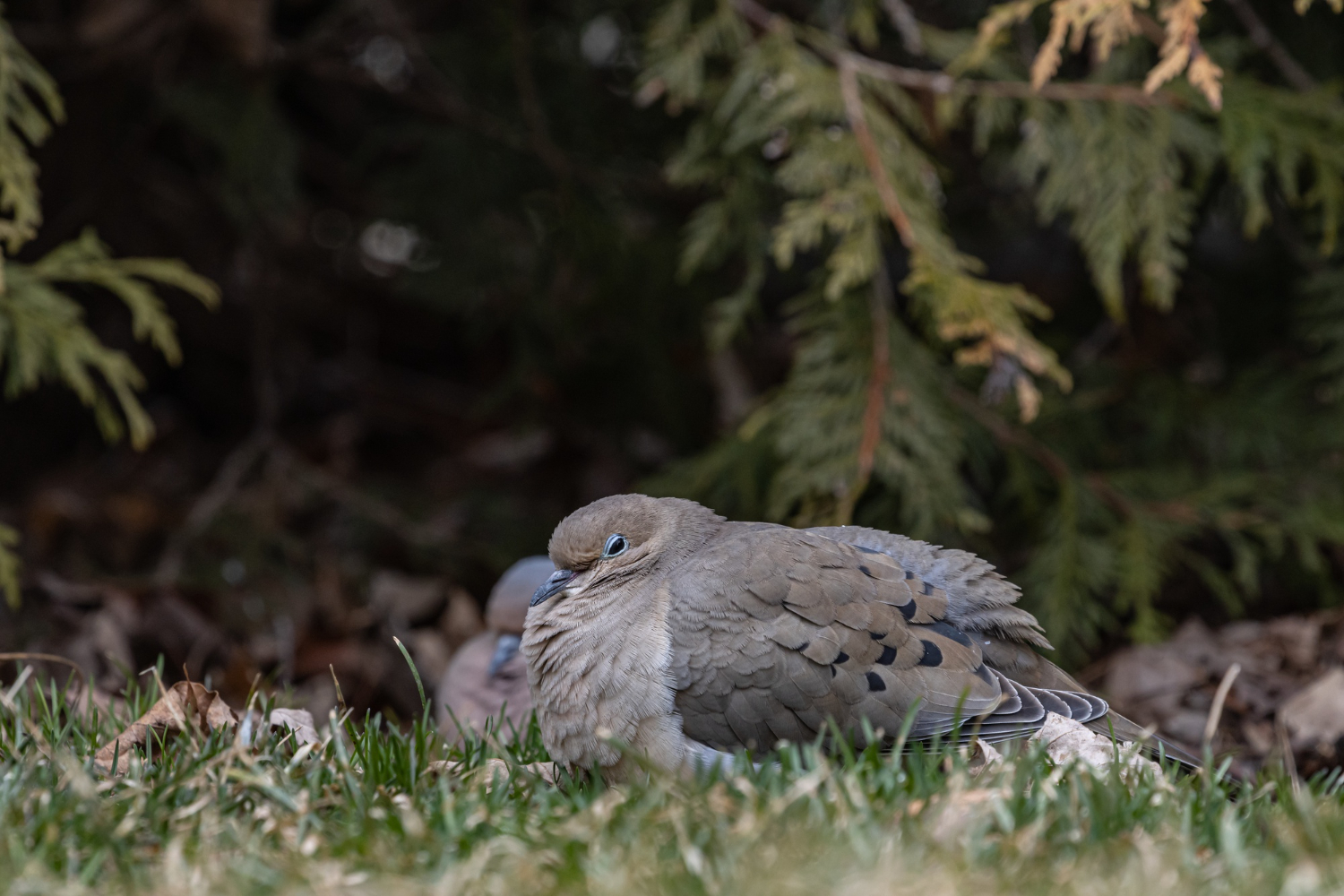 Bird