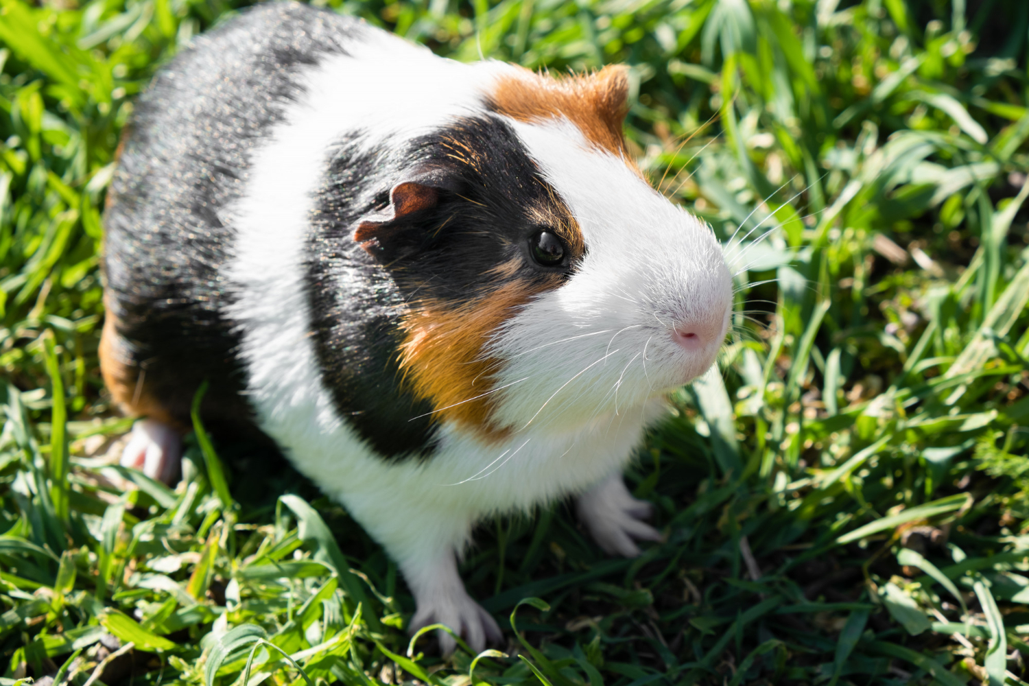 Guinea Pig