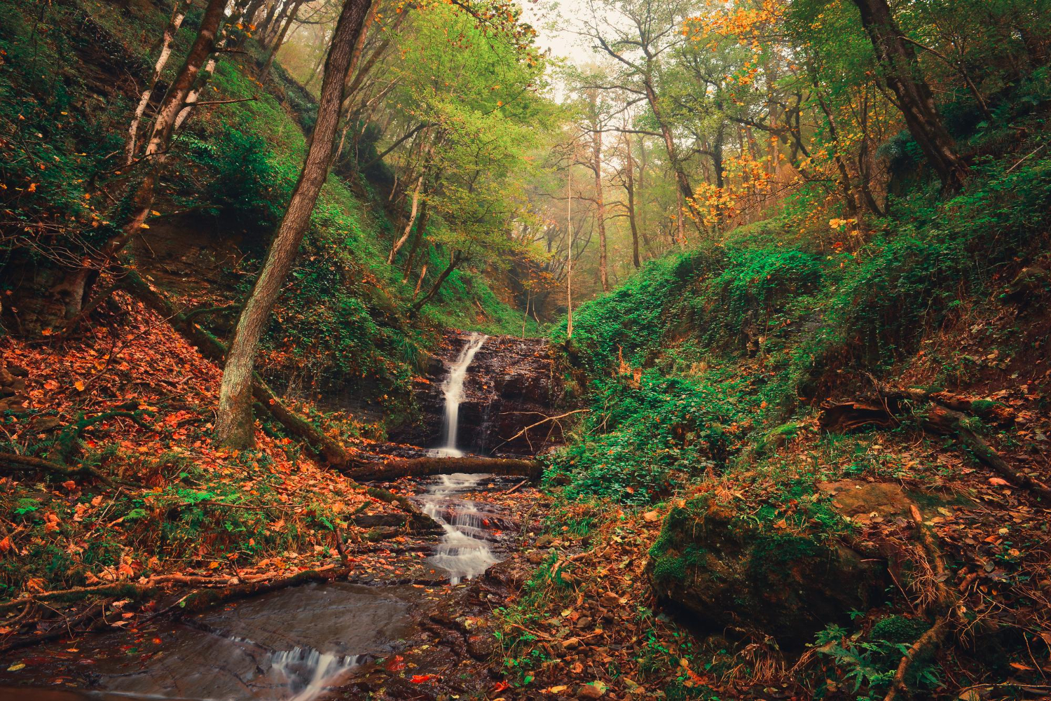 Forest