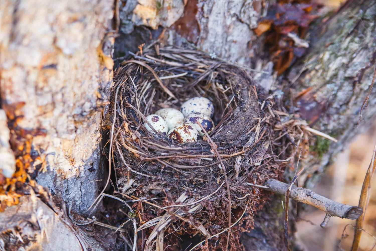 bird eggs nest