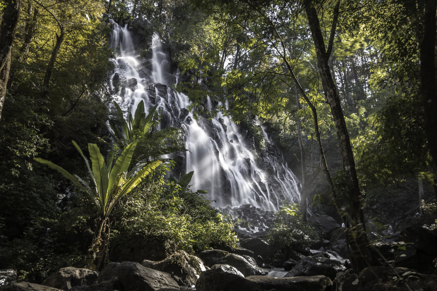 Amazon rainforest