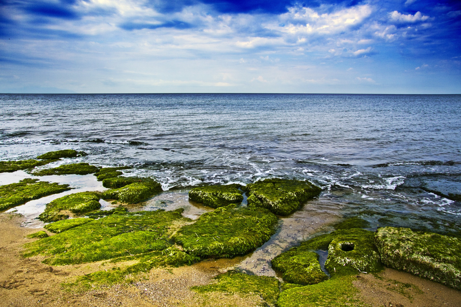 seagrass
