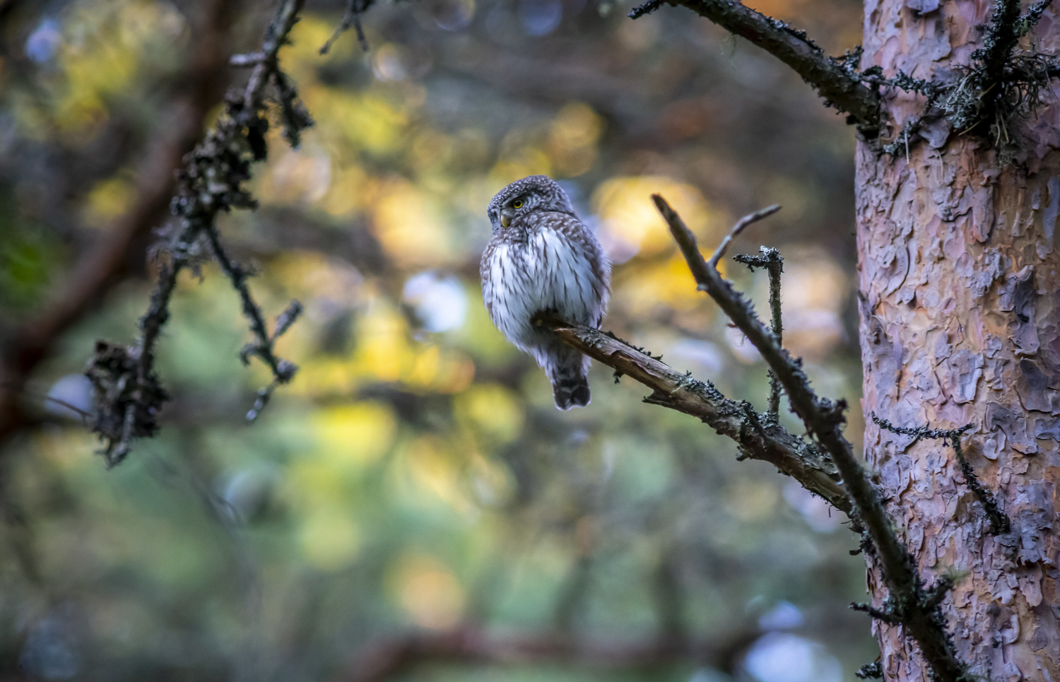 Bird