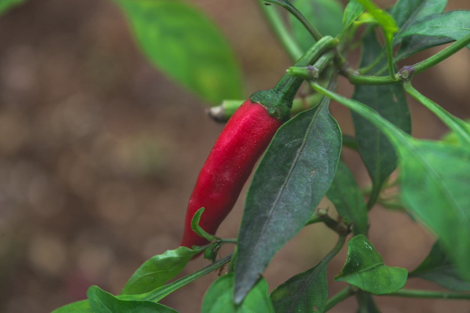 chili peppers red plant
