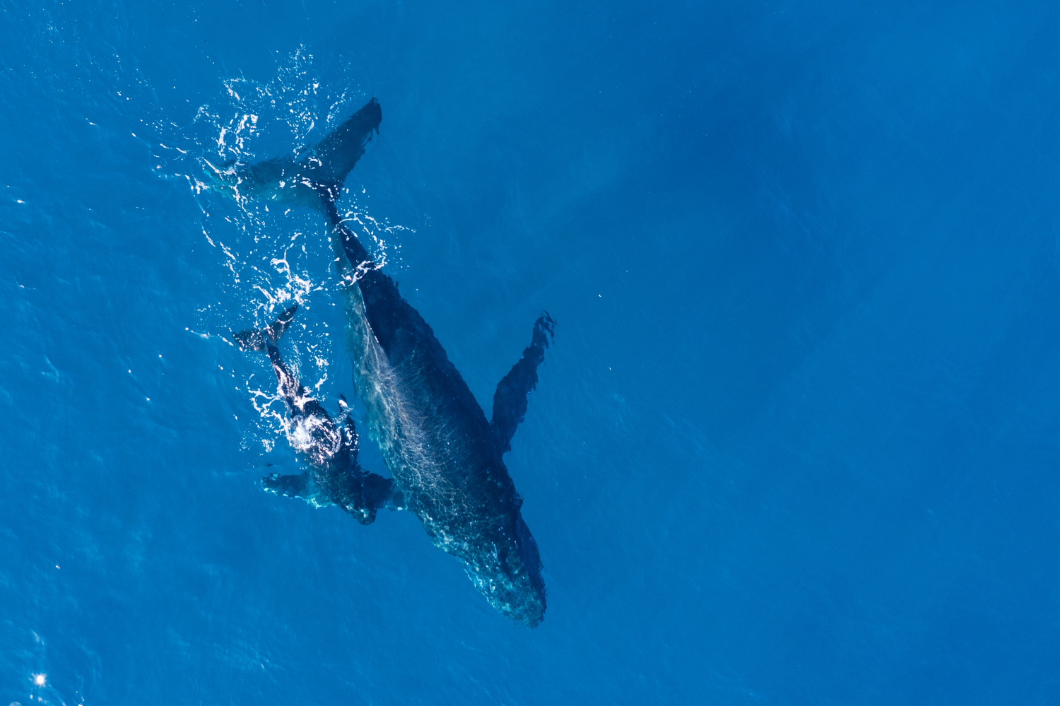 Whale
