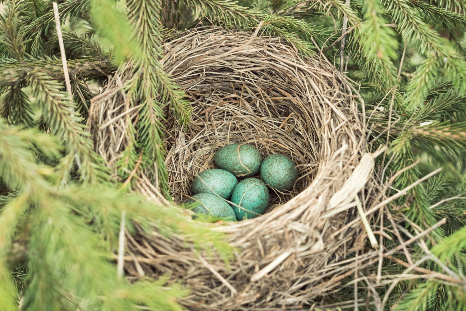 bird eggs nest