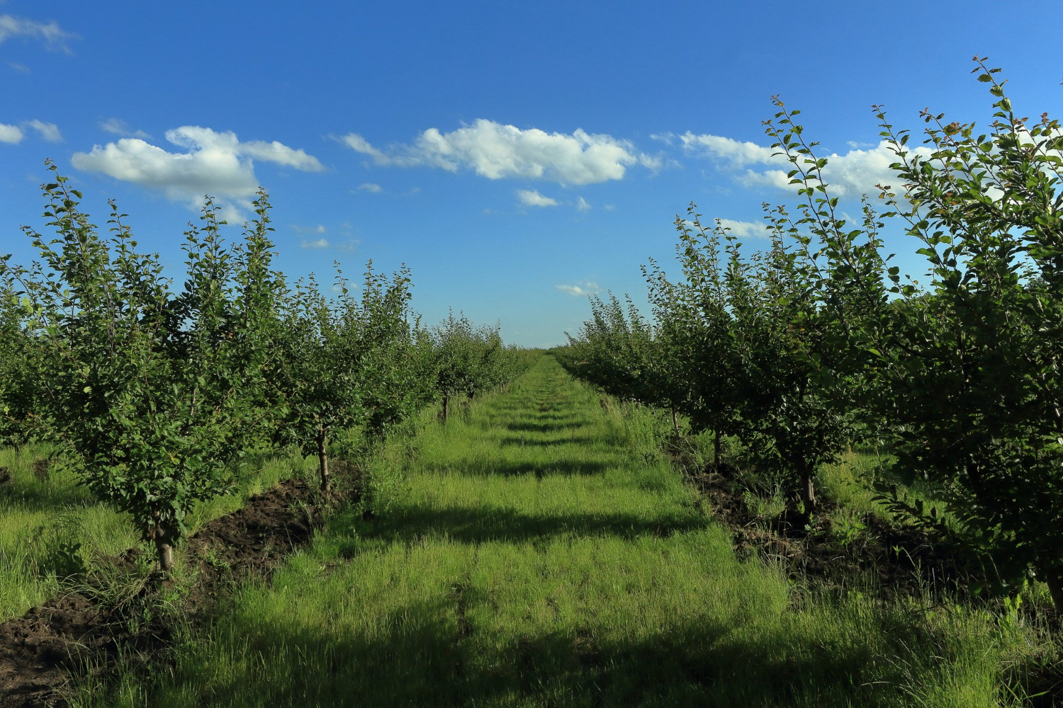 orchard