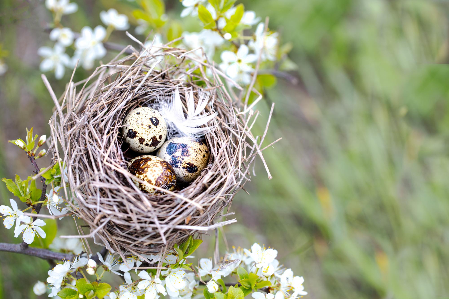bird eggs nest