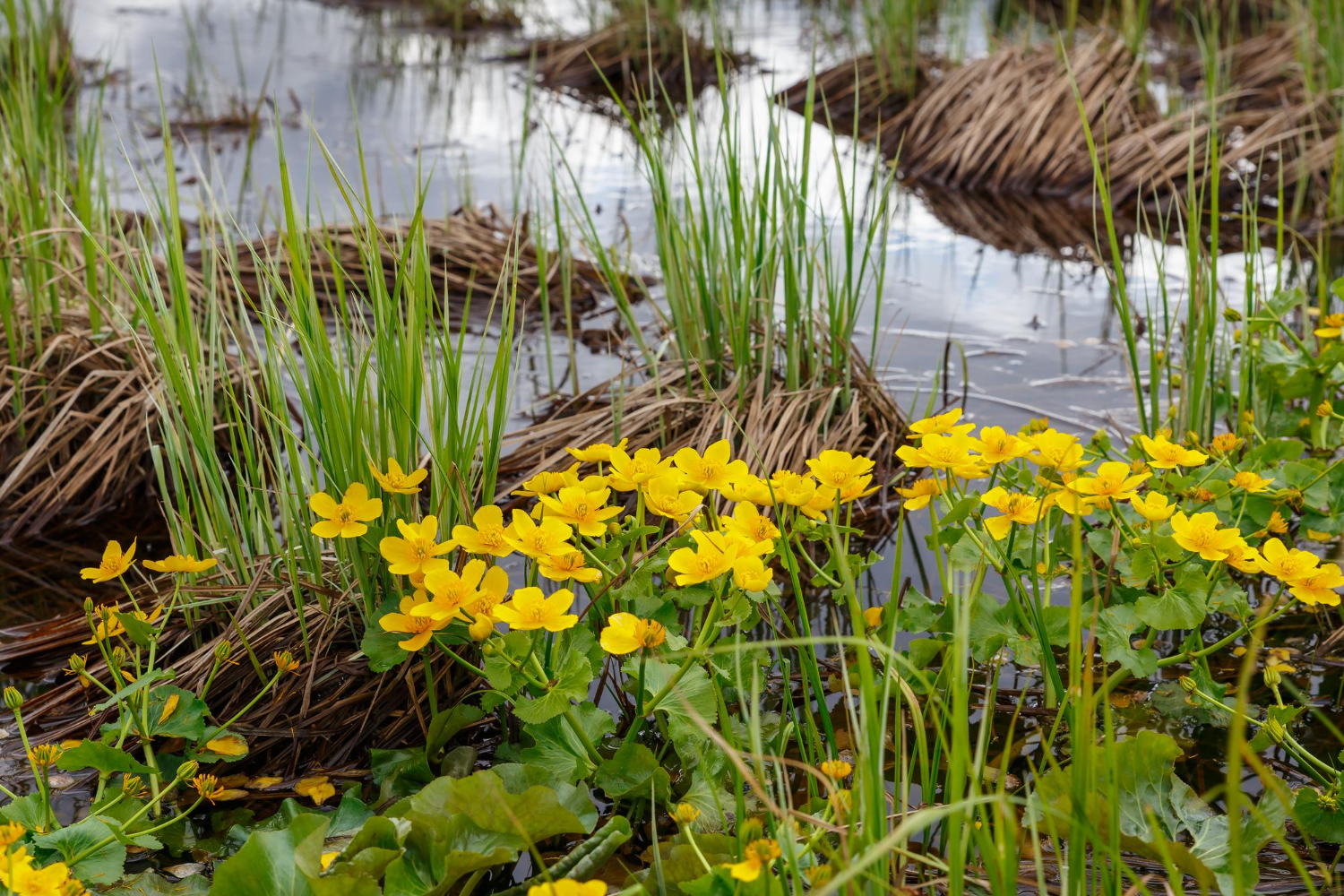 wetland