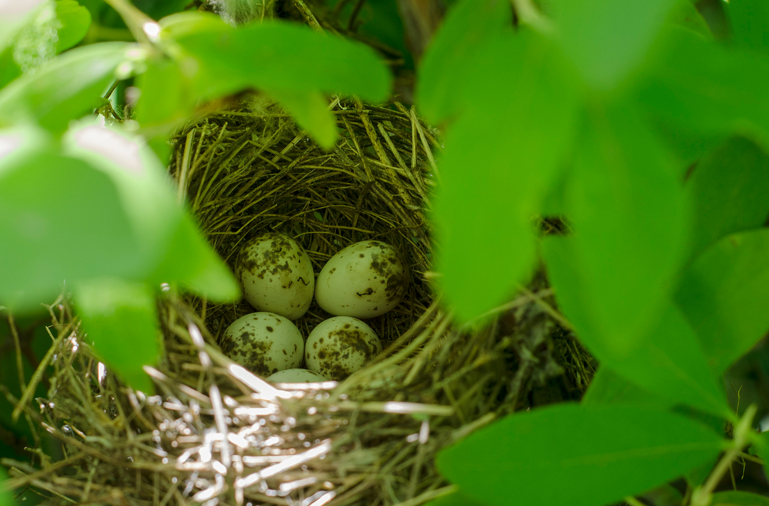 bird eggs nest