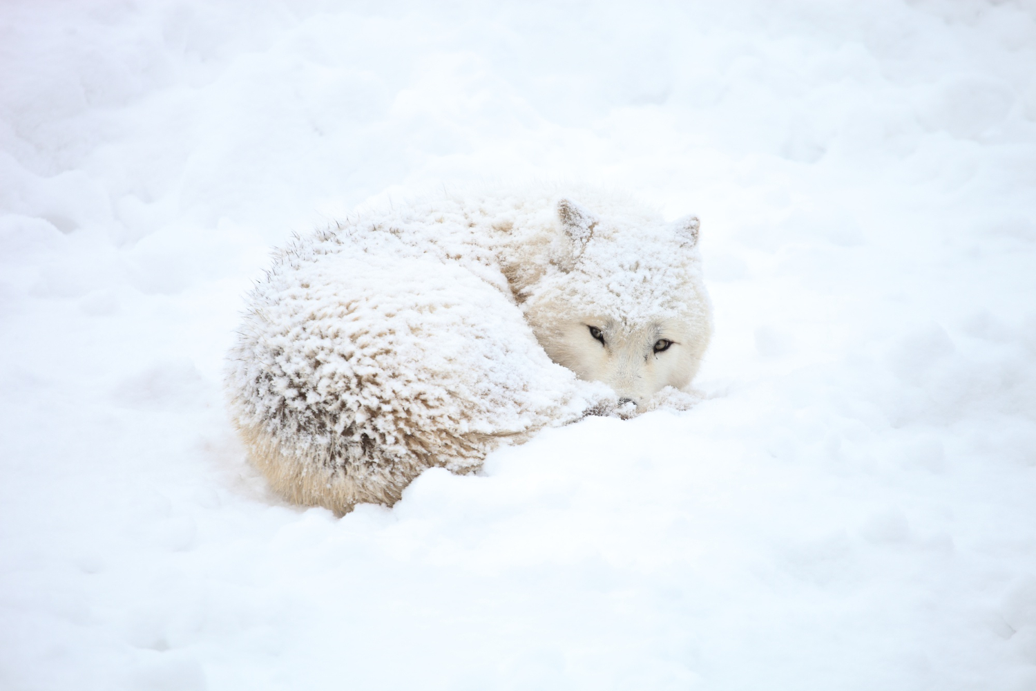 15 Ways Animals Solve the Problem of Staying the Right Temperature