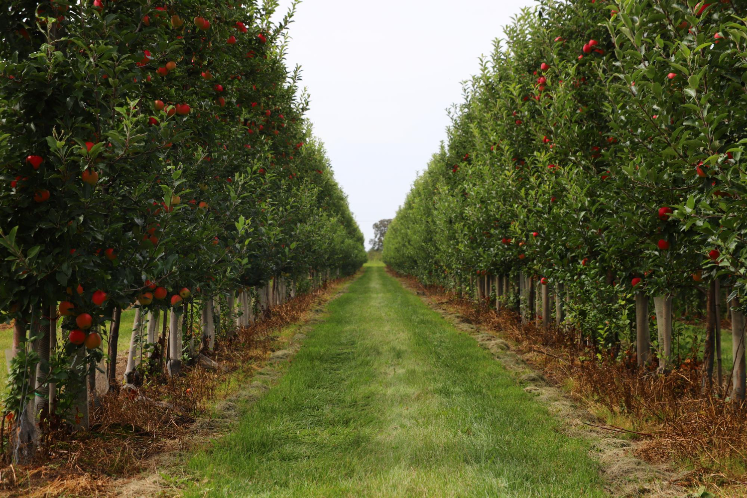 orchard