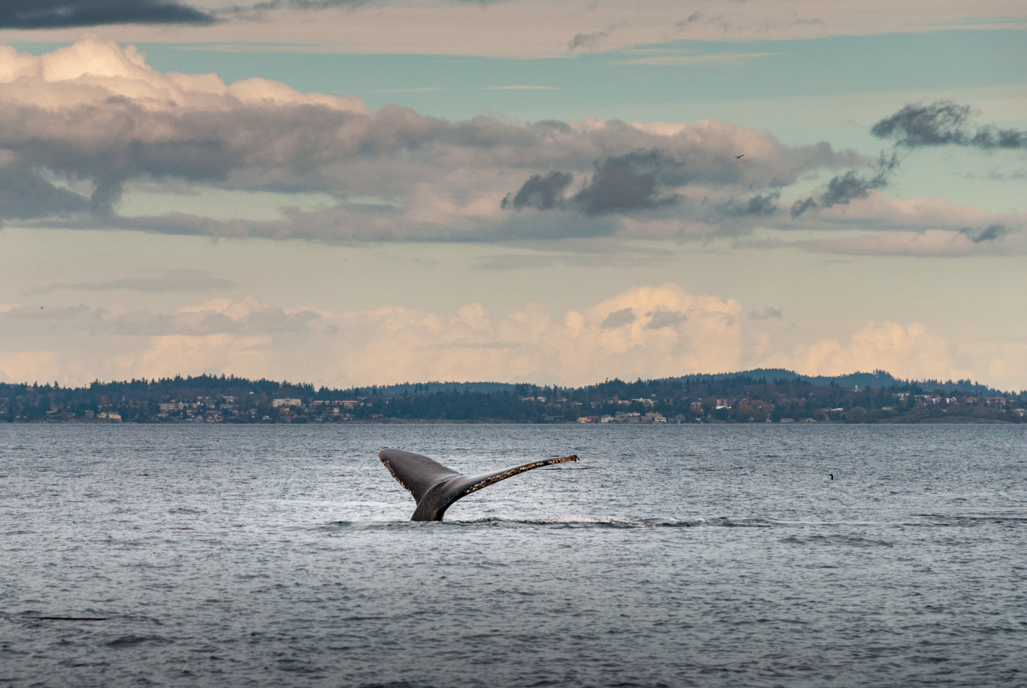 Whale