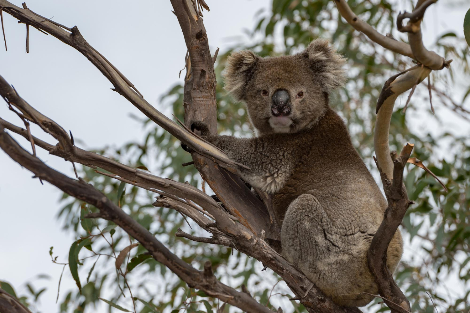 Koala