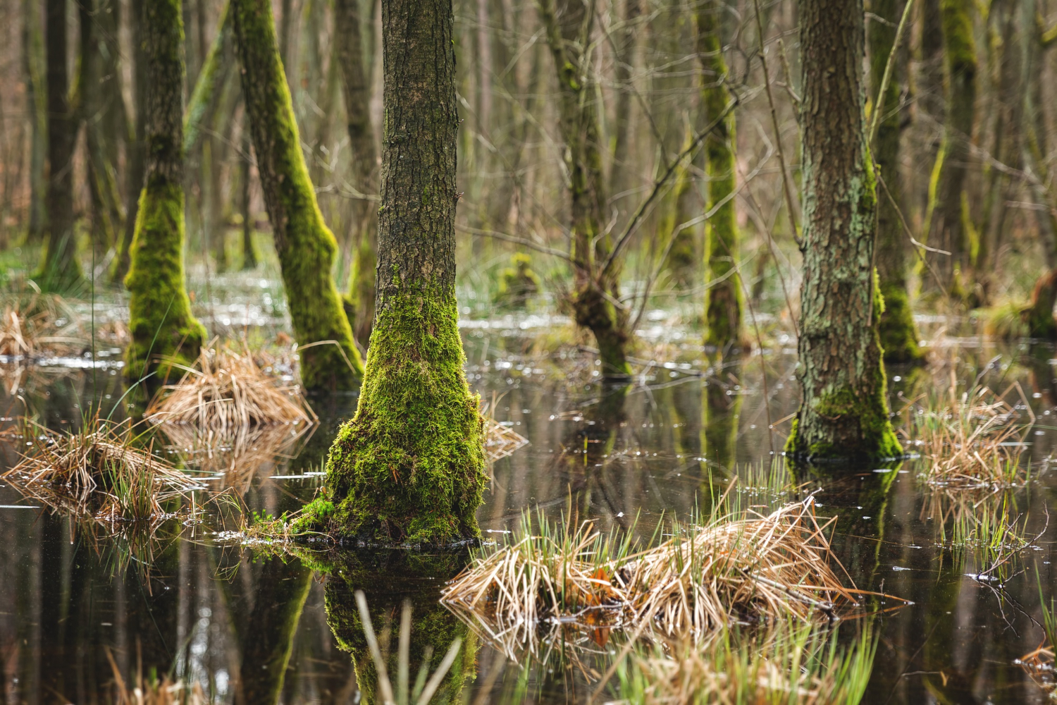 wetland